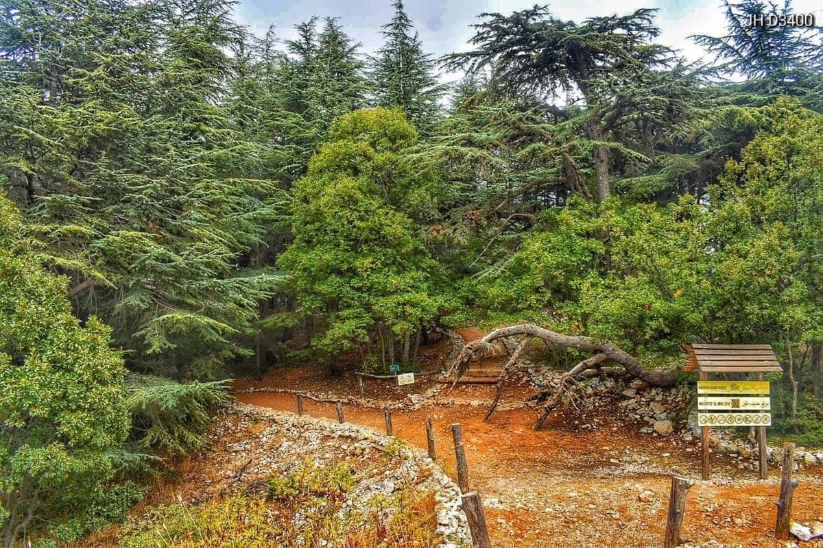 مبادرة “غابة IPT” في الشوف: ألف شجرة أرز لبناء مستقبل بيئي مستدام في لبنان